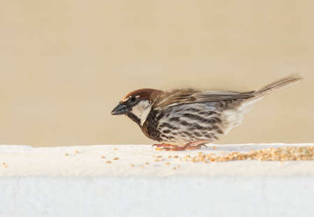 Common House Sparrow feedingの写真素材