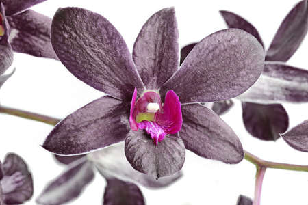 beatiful purple orchidの写真素材