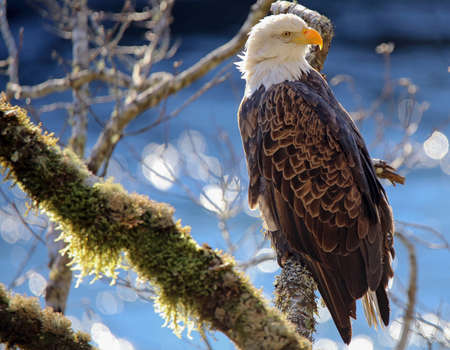 Bald Eagle