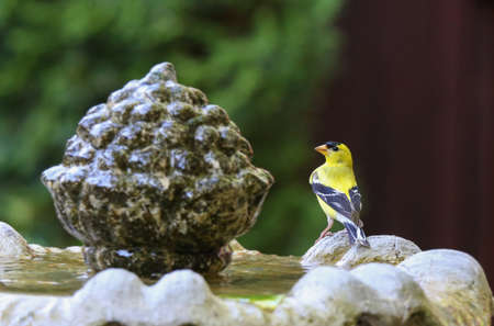 Washington State Bird the Golden Finchの写真素材