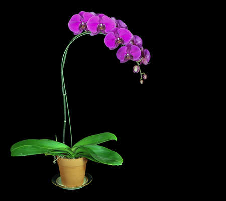 Beautiful purple orchid flowersの写真素材