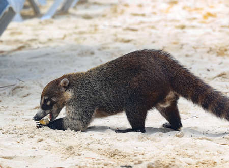 South American Coatiの写真素材