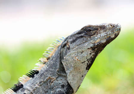 Closeup up of a Spiny Tailed Iguana in Mexicoの写真素材