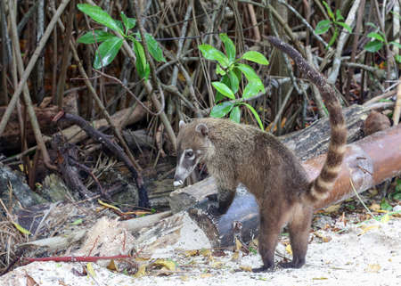 South American Coatiの写真素材