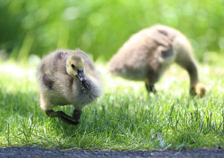 Young Canadian Goslingの写真素材