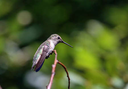 Anna's Hummingbirdの写真素材