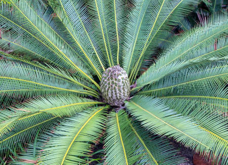 Cycad plantの写真素材