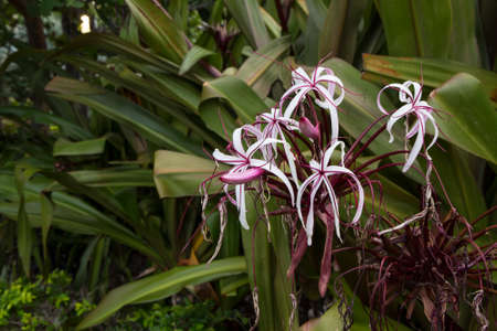 Queen Emma Crinum or Giant Spider Lilyの写真素材