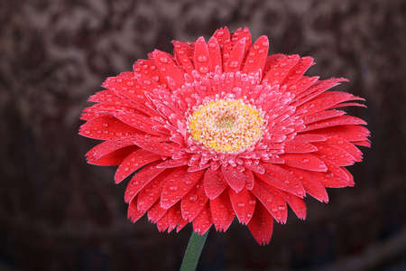 Beautifully detailed Gerber Daisyの写真素材