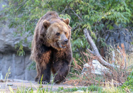 Ursus arctos - Brown Bear - Grizzlyの写真素材