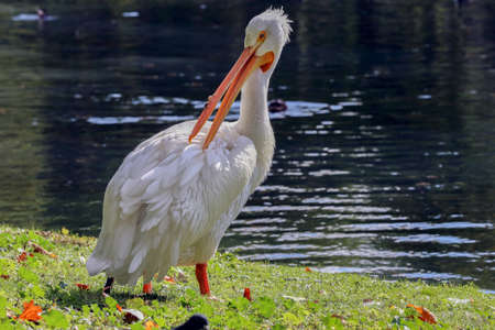 Pelican in St James's Park, Londonの写真素材