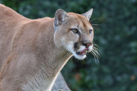 A Beautiful North American Mountain Lion