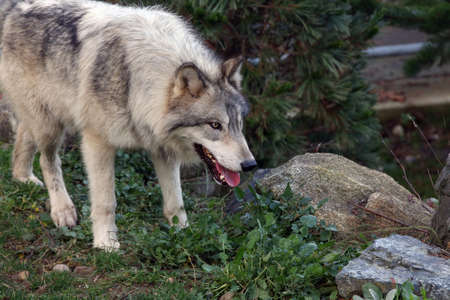 The gray wolf or grey wolf, also known as the timber wolf or western wolf