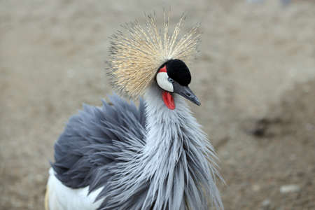 Crowned crane with blue eye and red wattle