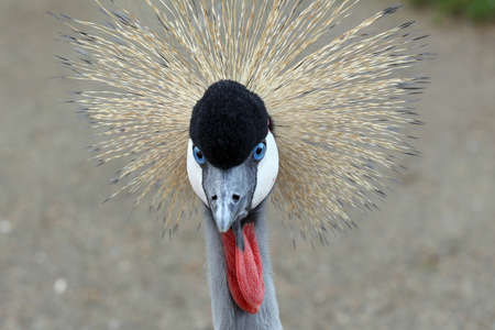 Crowned crane with blue eye and red wattle