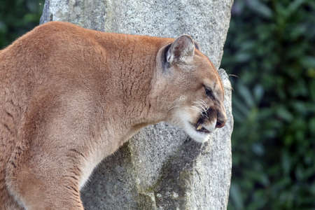 A Beautiful North American Mountain Lionの写真素材