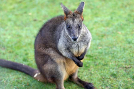 The swamp wallaby is a small macropod marsupial of eastern Australia.