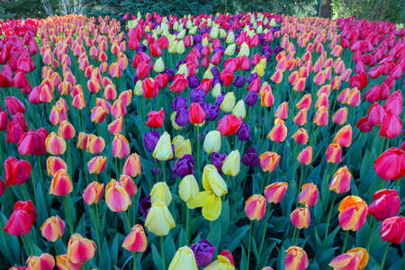 A bed of tulips