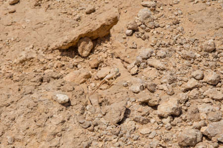 The camouflaged female Sinai Agama lizardの写真素材