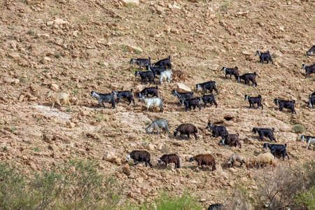 Desert goats