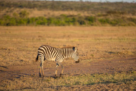 A beautiful young baby zebra in the early morning lightの写真素材