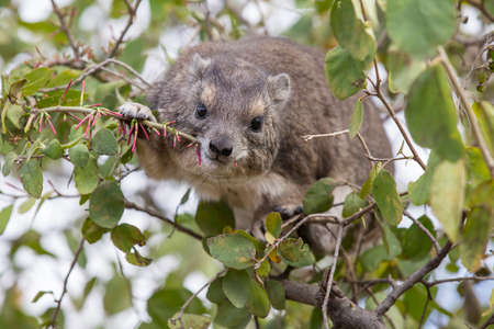 A cute tree hyrax eating in a treeの写真素材