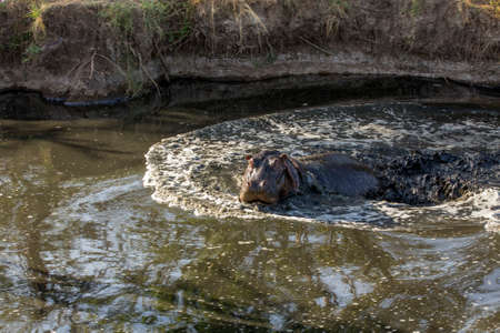 Large hippo charging in waterの写真素材