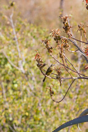 Olive sunbird feeding from aloe flowers