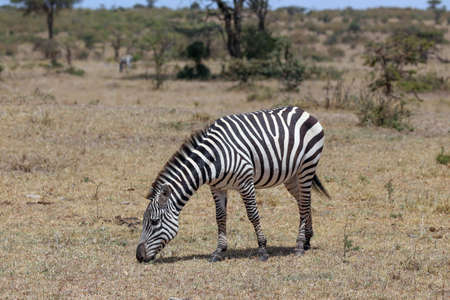 A zebra grazingの写真素材