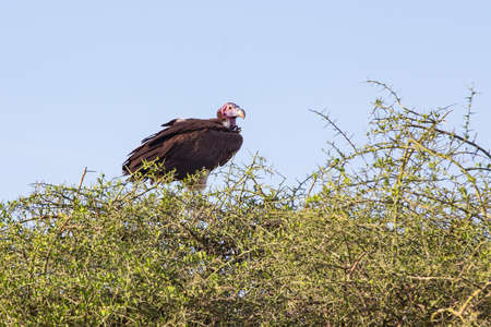 Lappet-faced vulture perched in a treeの写真素材