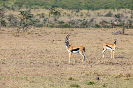 Thomson's Gazelle on high alertの写真素材