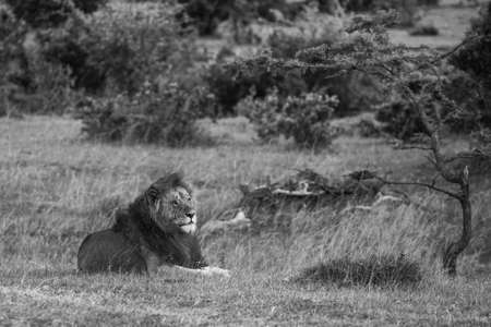 Large male lionの写真素材