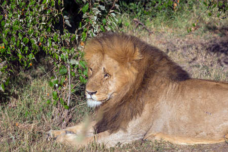 Large male lion