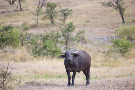 Cape Buffaloの写真素材
