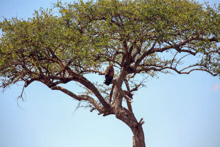 Tawny eagle in a balanites treeの写真素材