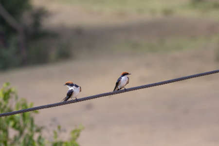 Wire-tailed Swallowの写真素材