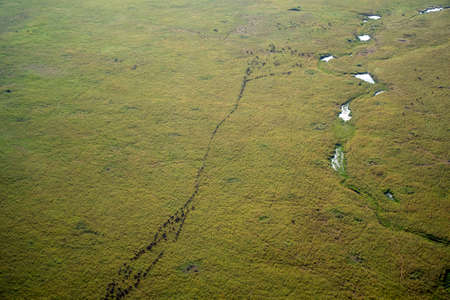 Aerial view of the wildebeest migration in the Maraの写真素材