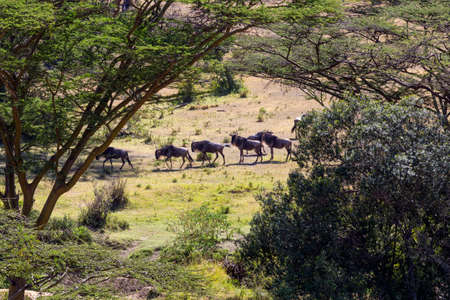 African bush vista with wildebeestの写真素材