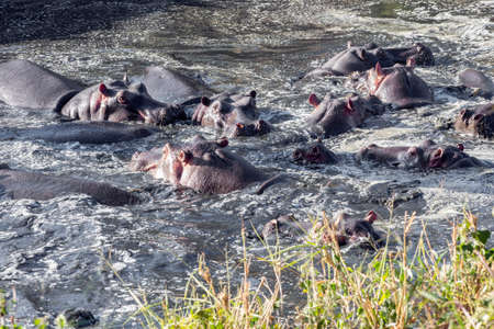 Hippo pod in riverの写真素材