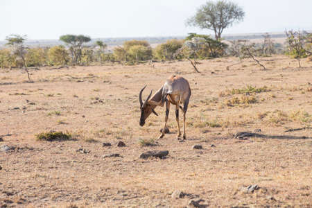 The Topi is highly social and one of the fastest antelopeの写真素材