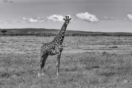 Giraffe in black and whiteの写真素材