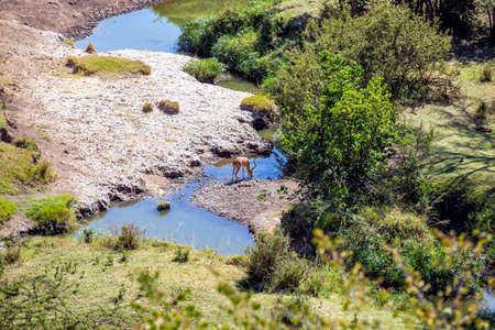 A large male impala buck drinking waterの写真素材
