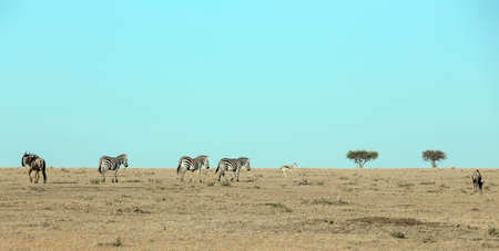 Wilbeeste, Zebra and Thomson's Gazelle on the African plainsの写真素材