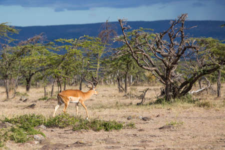 A male impala ram in the early morning lightの写真素材