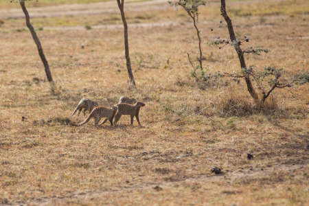 A business of banded mongoosesの写真素材