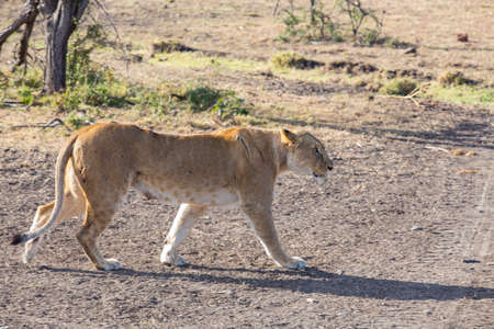 Lioness in the Masai Maraの写真素材