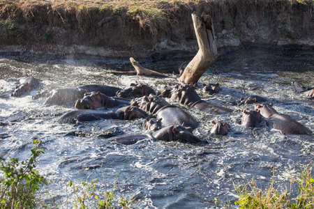 Pandemonia amongst the hippo podの写真素材