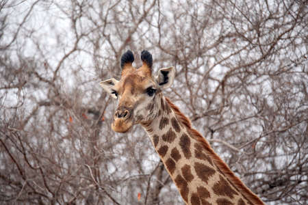 The Southern South African Giraffeの写真素材