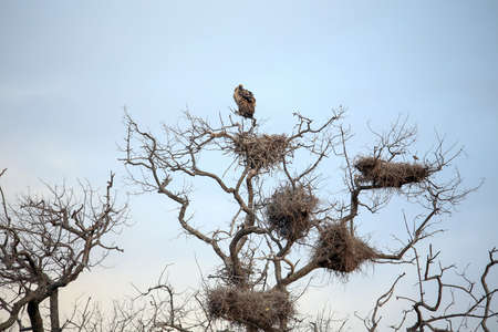 A perched white backed vulture