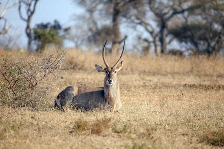 Beautiful male waterbuck in the wildの写真素材